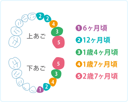 乳歯が生える順番