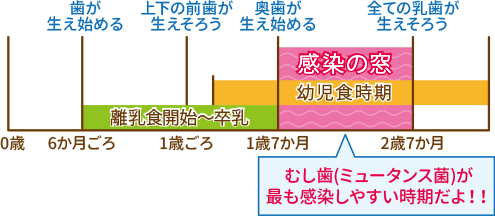 むし歯が感染しやすい時期