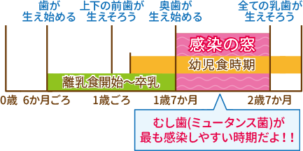 むし歯が感染しやすい時期